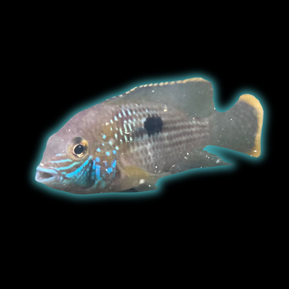 Green Terror - Andinoacara Rivulatus