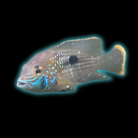 Green Terror - Andinoacara Rivulatus