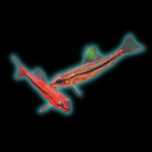 Mango/Rosy Loach - Tuberoschistura sp.