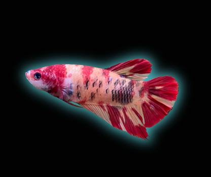 Giant Plakat Betta - Grade A (Male)