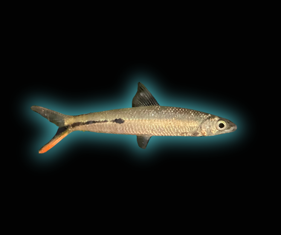 Red Tail Hemiodus Tetra - Hemiodus Gracilis