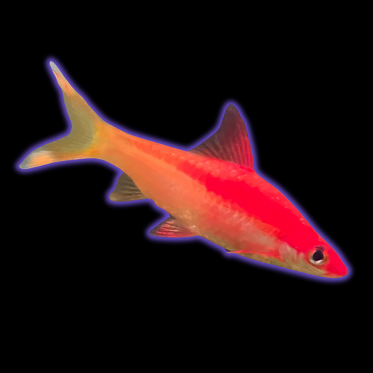 Red Striped Torpedo Gold Barb Grade A - Roseline Shark - Sahyadria Denisoni var