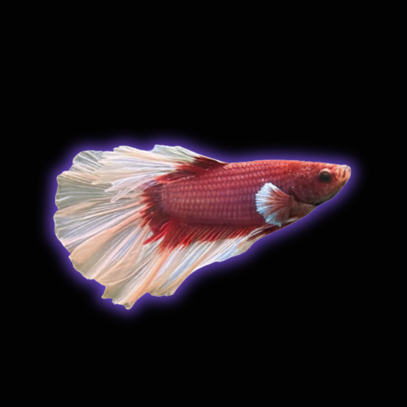 Pink Butterfly Halfmoon Betta (Male) - Grade A