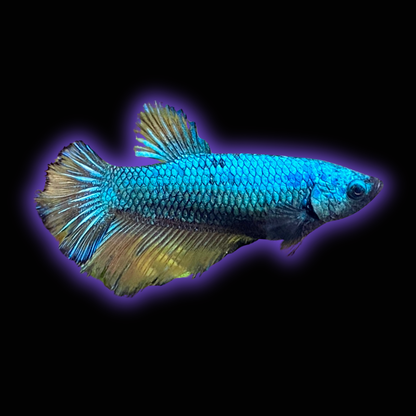 Halfmoon Betta (Female) - High Grade