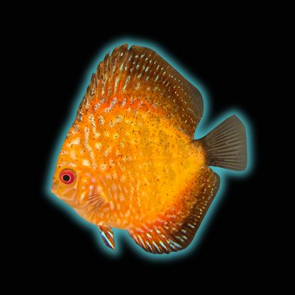 Checkerboard Pigeon Discus