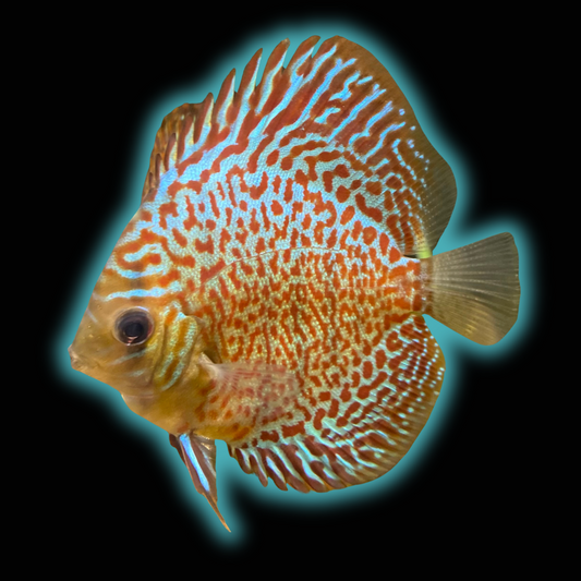 Mosaic Leopard Discus - Symphysodon Aequifasciatus Hybrid