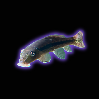 Green Laser Borneo Sucker Loach - Pseudogastromyzon Lepidogaster