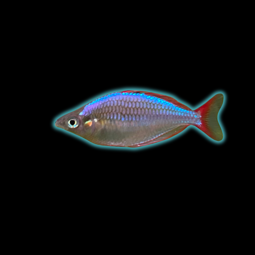 Neon Dwarf Rainbow - Melanotaenia Praecox