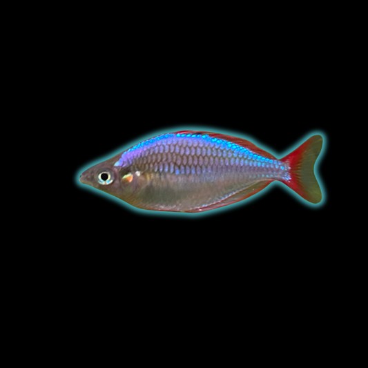 Neon Dwarf Rainbow - Melanotaenia Praecox