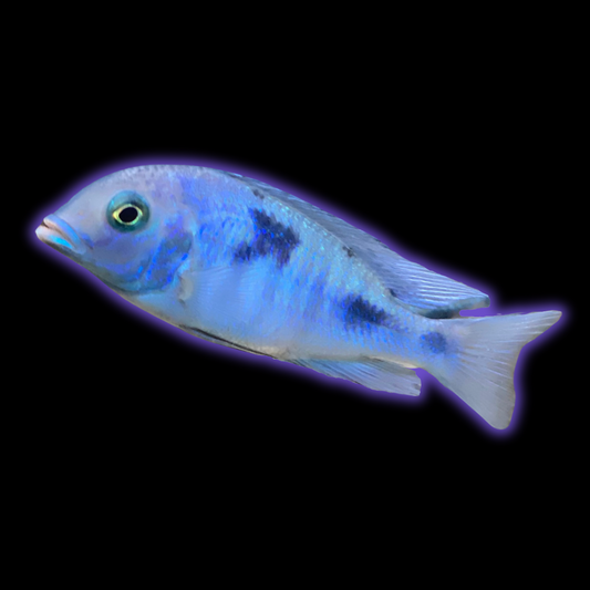 Malawi Blue Dolphin - Haplochromis Moorii
