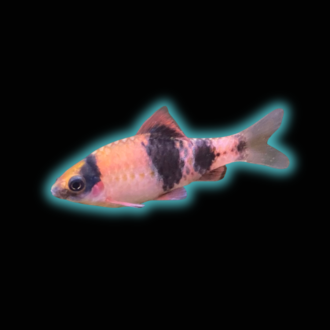 Melon/Striped Panda Barb - Barbus Melanampyx (Panda)