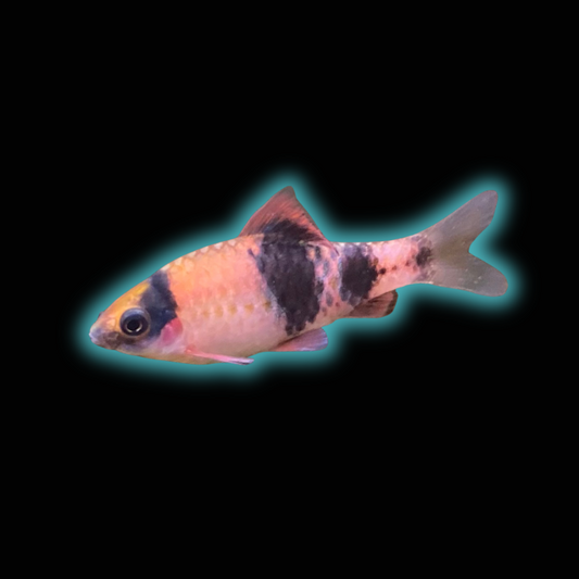 Melon/Striped Panda Barb - Barbus Melanampyx (Panda)