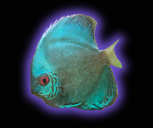 Cobalt Blue Discus