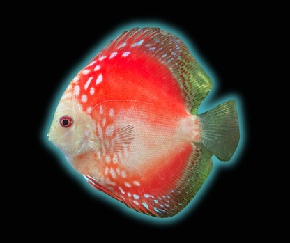 Marlboro Red Discus