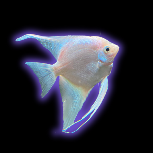 Platinum Veil Tail Angelfish - Pterophyllum Scalare