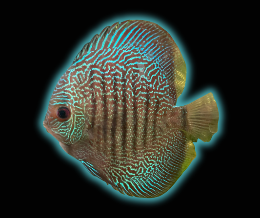 Fine Line Snakeskin Discus