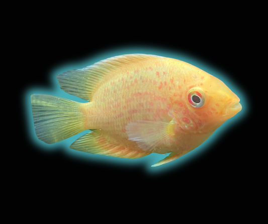 Gold Red Spotted Severum - Heros Severum var