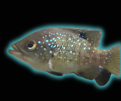 Starry Night Cichlid - Paratilapia Polleni