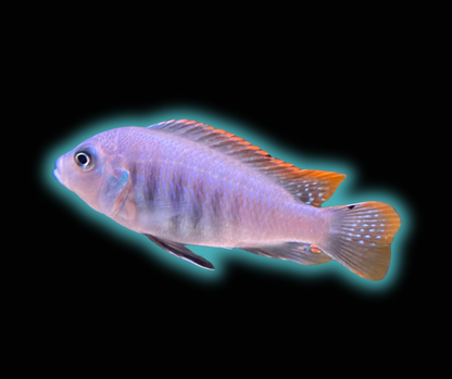 Ice Blue Zebra Cichlid - Pseudotropheus Greshakei