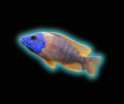 Sunshine Peacock - Aulonocara Baenshi
