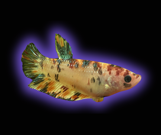 Plakat Koi Betta (Female) - Betta Splendens