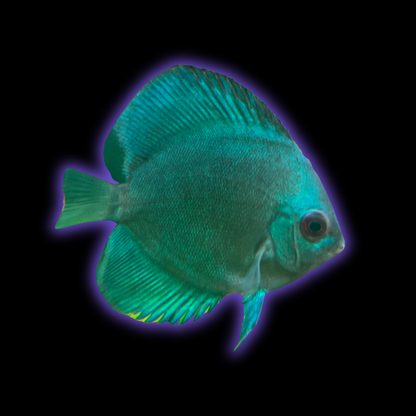 Blue Diamond Discus