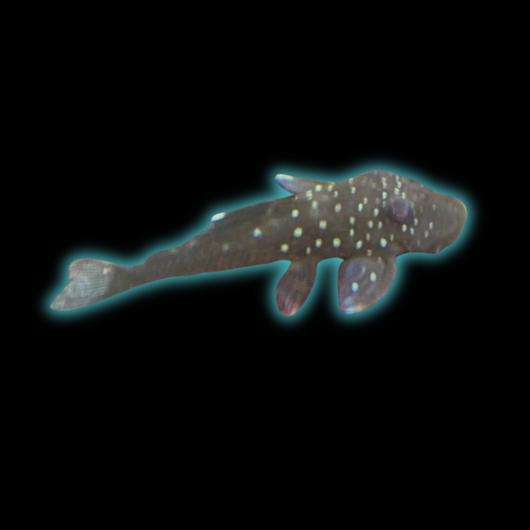 Blue Phantom Pleco L128