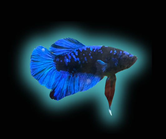 Nebula Betta (Male)