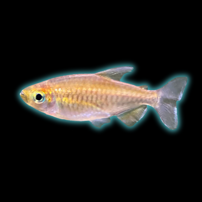 Congo Tetra - Phenacogramus Interuptus