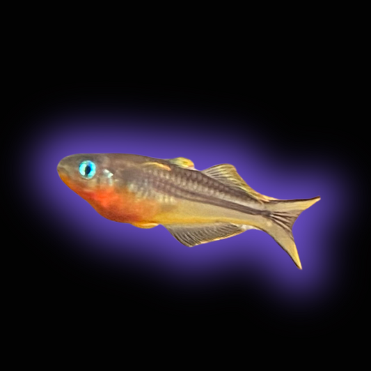 Forktail Rainbow - Pseudomungil Furcata