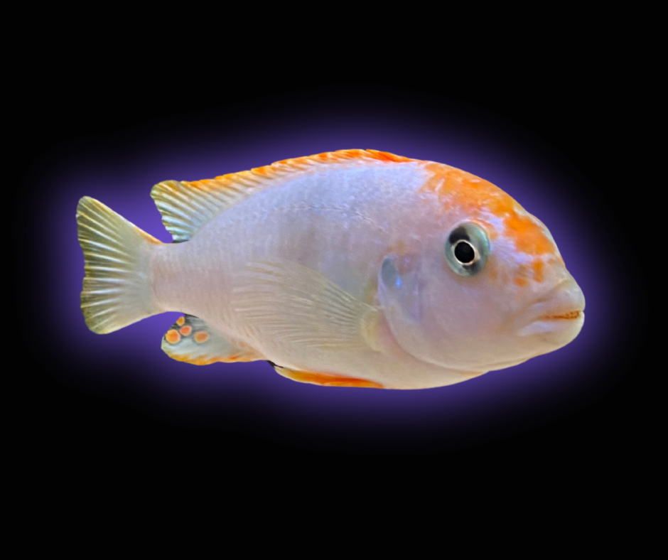 Red Top Ndumbi Cichlid - Pseudotropheus sp.