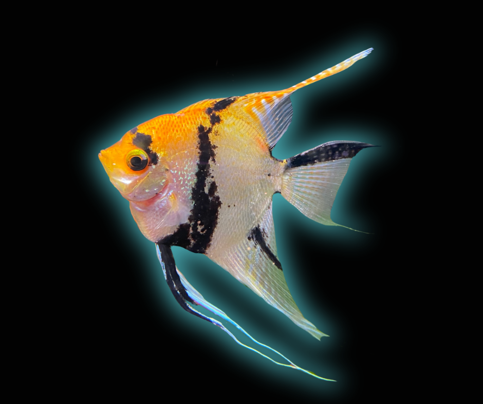 Tri Colour Koi Angelfish - Pterophyllum Scalare