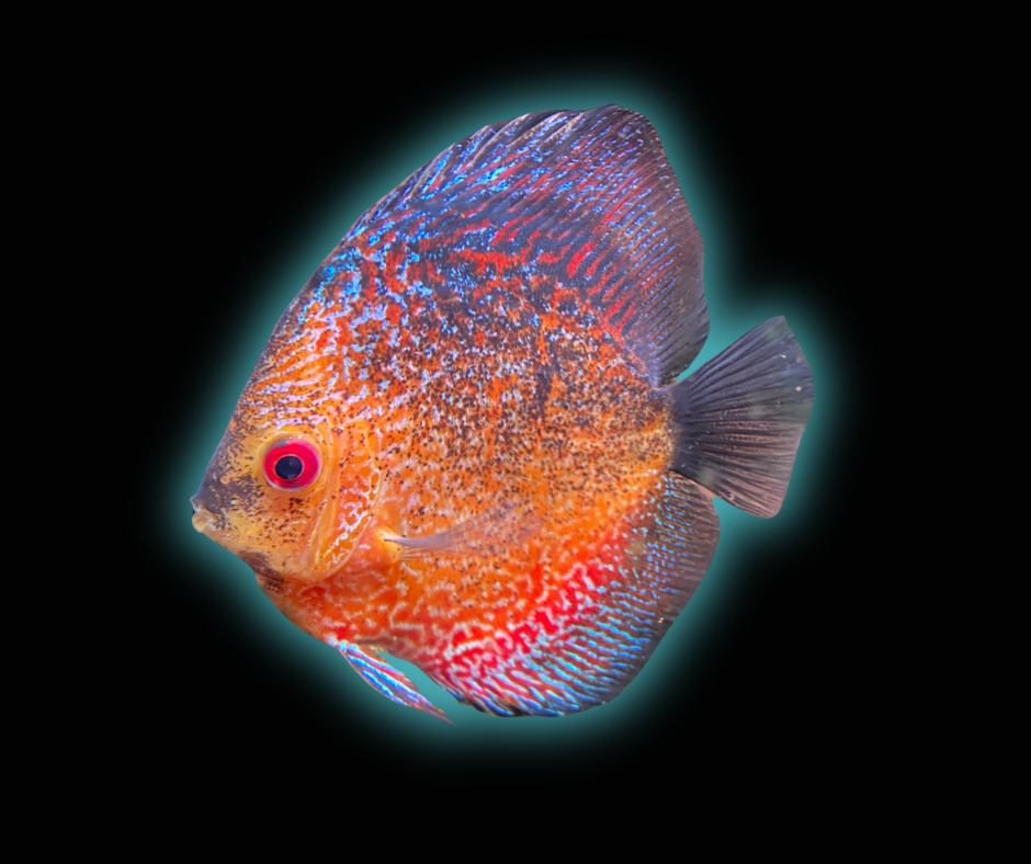 Snakeskin Pigeon Discus