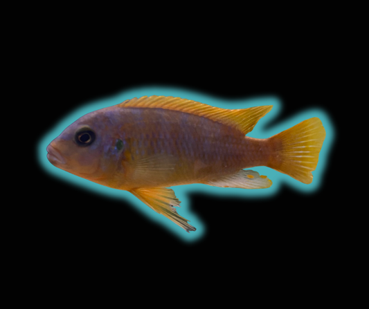 Aurora Cichlid - Pseudotropheus sp.