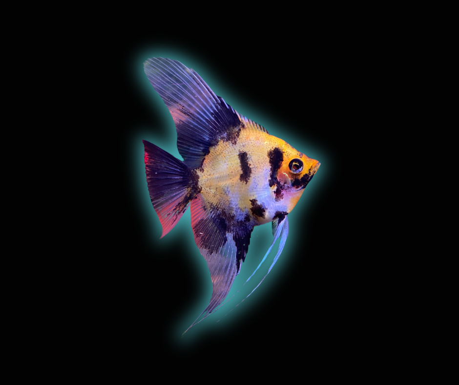 Red Devil Angelfish (Locally Bred)