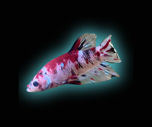 HMPK Candy Betta (Male) - Betta Splendens