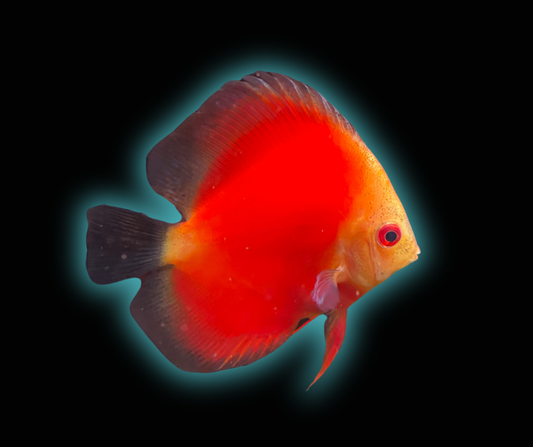 Marlboro Red Discus