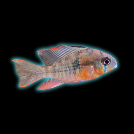 Bolivian Ram - Mikrogeophagus Altispinosus