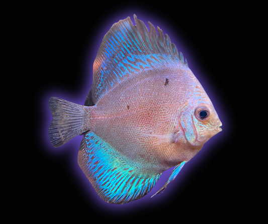 White Scorpion Snakeskin Discus - Symphysodon Aequifasciatus