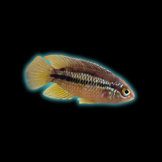 Golden Dwarf Cichlid - Nannacara Anomala