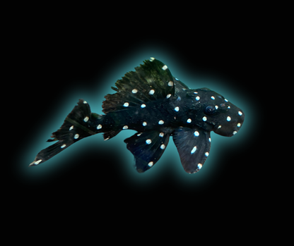 Vampire Pleco L-240/L-029 - Leporacanthicus Galaxias