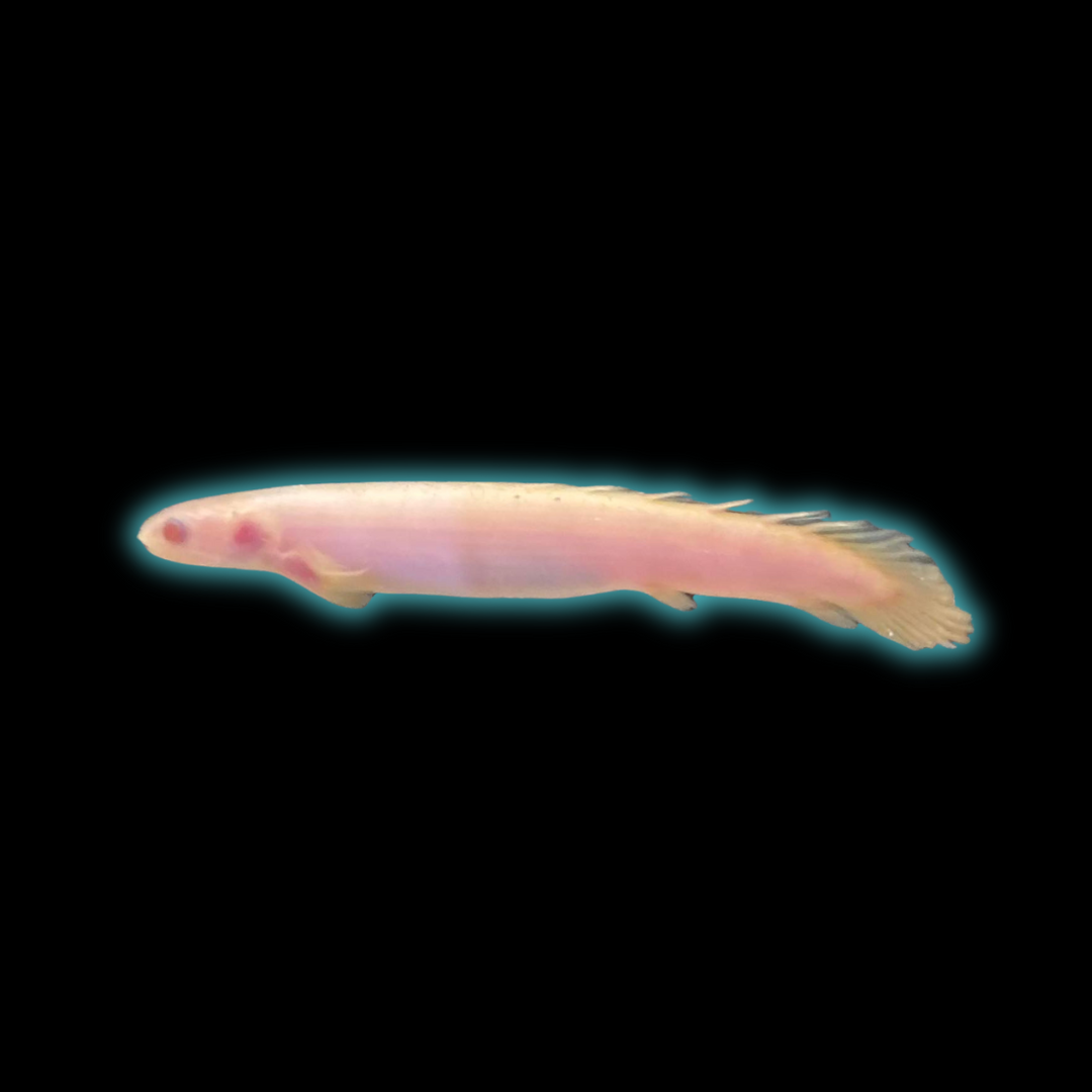 Albino Senegalensis Bichir - Polypterus Senegalus