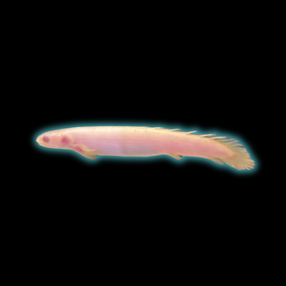 Albino Senegalensis Bichir - Polypterus Senegalus