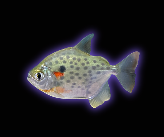 Spotted Silver Dollar