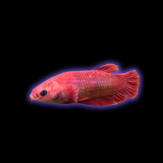Halfmoon Betta (female) - Betta Splendens