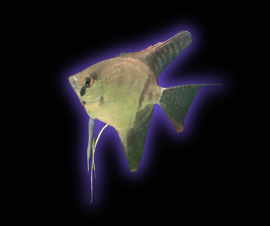 Rio Nanay Peru Angelfish - Pterophyllum Scalare
