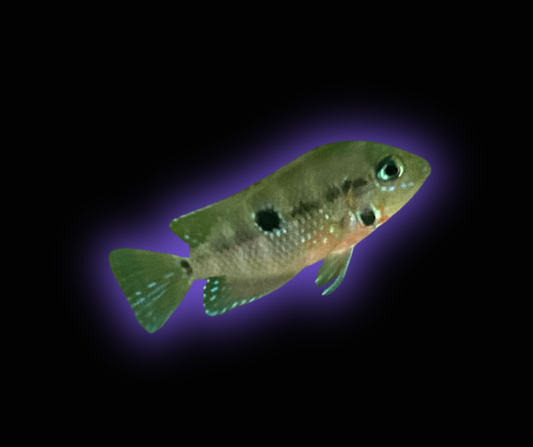 Firemouth Cichlid - Thorichthys Meeki