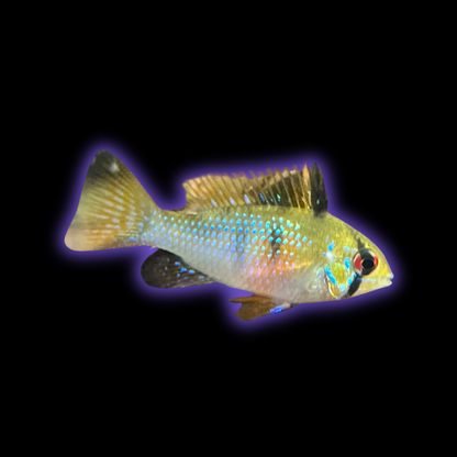 German Ram - Blue Ram - Mikrogeophagus Ramirezi