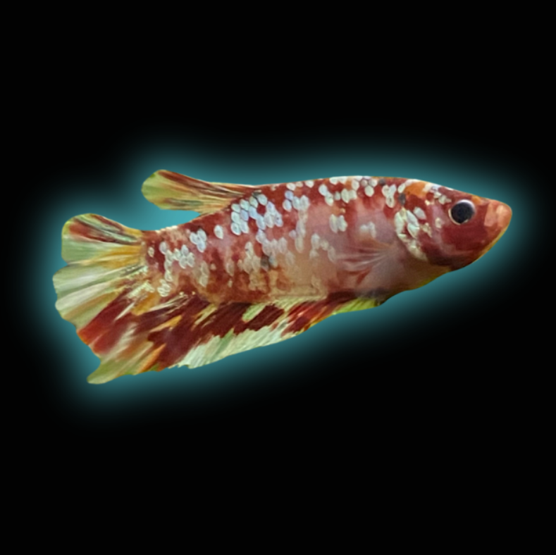 HMPK Copper Galaxy Betta - Grade A (Male)