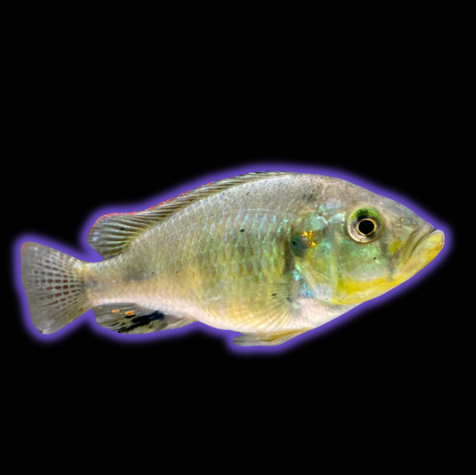 Yellow Belly Hap - Astatotilapia Aeneocolor